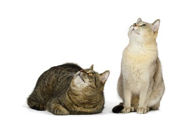 Beyaz tenli iki kediye bakıyorum.