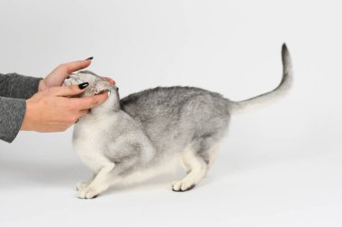 Gümüş burmilla kedisi, beyaz üzerine izole edilmiş