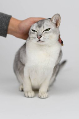 Gümüş burmilla kedisi, beyaz üzerine izole edilmiş
