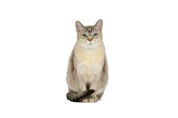 Golden Burmilla Cat Closeup Porter Isoled White — стокове фото