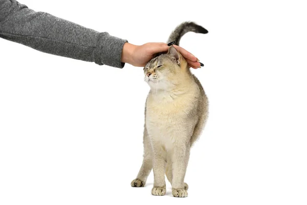 Gato Birmilla Dourado Mão Mulher Cabeça Gato — Fotografia de Stock