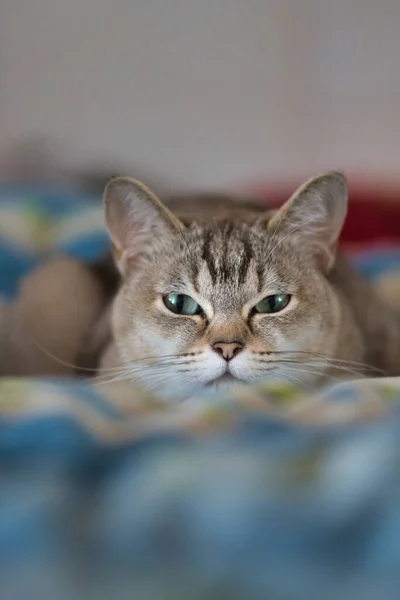 Burmilla Cat Portrait Home — 스톡 사진