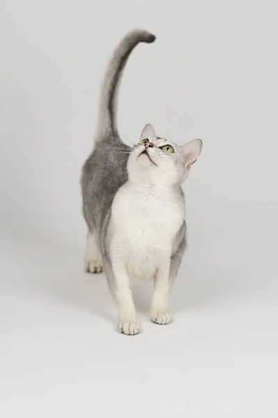 Срібна Буміла Кішка Ізольована Білому — стокове фото