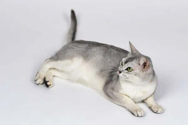 Gato Burmilla Plateado Aislado Sobre Blanco — Foto de Stock