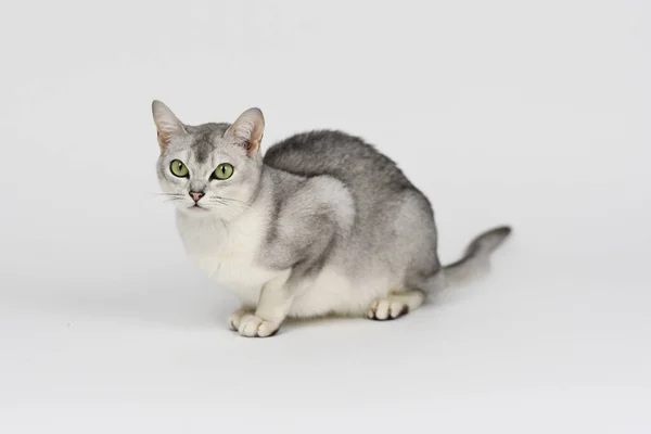 Kot Burmilla Srebrny Izolowany Białym — Zdjęcie stockowe