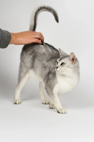 Silver Burmilla Cat Isoliert Auf Weiß — Stockfoto