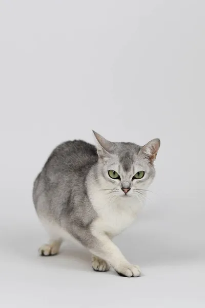 Gato Burmilla Plateado Aislado Sobre Blanco — Foto de Stock