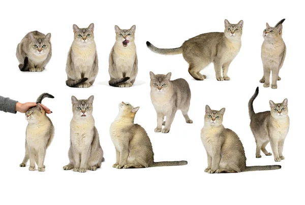 Collection Golden Burmilla Cat Isolated White — Stock Photo, Image