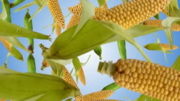 Fresh corn falling down. Slow motion. — Stock Video