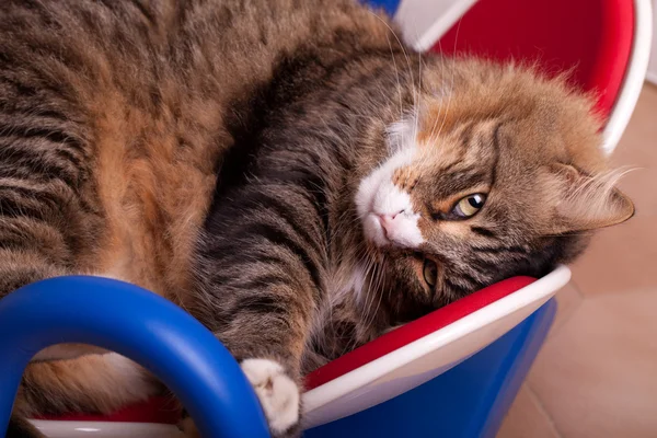 Uykulu maine coon kedi — Stok fotoğraf