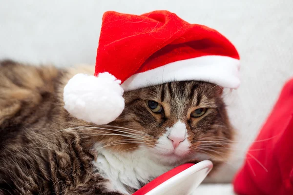 Santa Cat — Stock Photo, Image