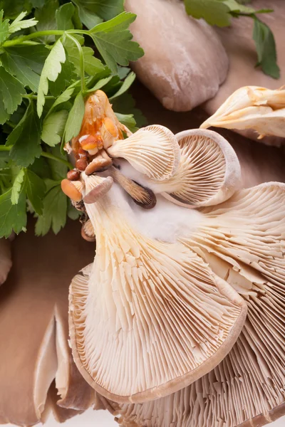 Vegetarian Food - Mushrooms — Stock Photo, Image