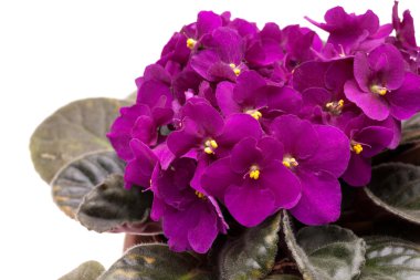 Güzel African Violet (menekse)