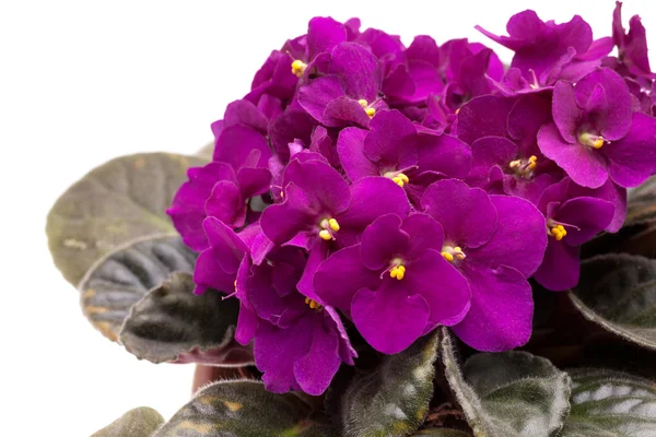 Szép afrikai Violet (Ibolya virágok) — Stock Fotó