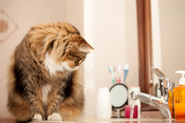 Musluk suyu izlerken kedi — Stok fotoğraf