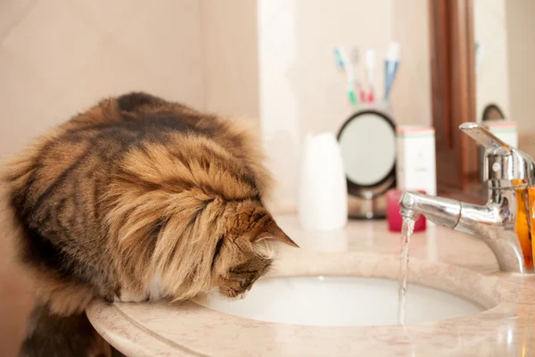 Kedi lavabo üzerinde — Stok fotoğraf