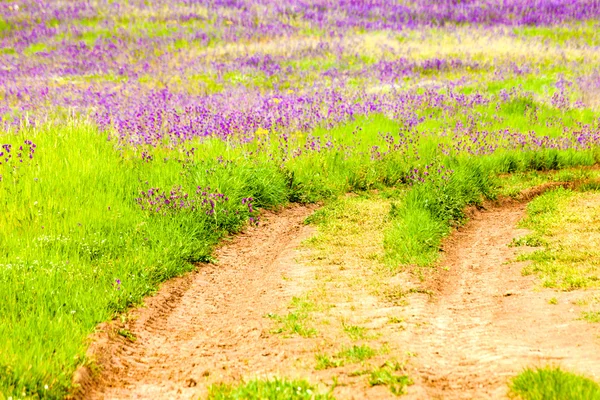 Ziemi z zieloną trawą i fioletowe kwiaty — Zdjęcie stockowe