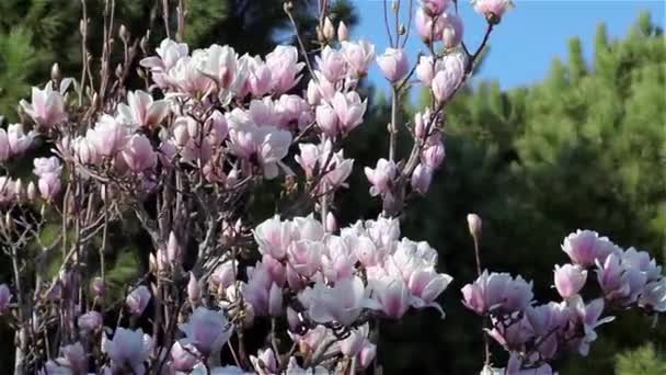 Magnoliaträd i blom — Stockvideo