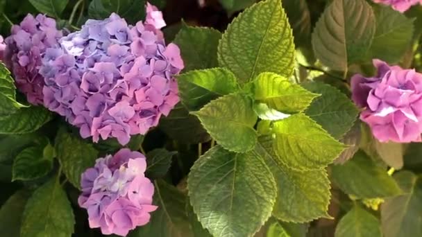 Close-up van Hortensia bush in bloei — Stockvideo