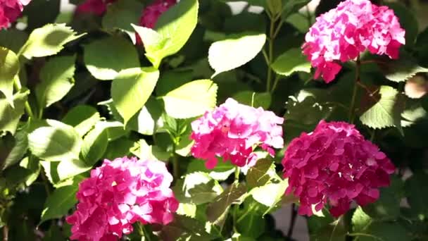 Flores de hortensias rosadas — Vídeos de Stock