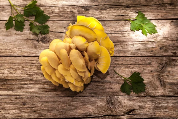 Bos van gouden oesterzwammen — Stockfoto