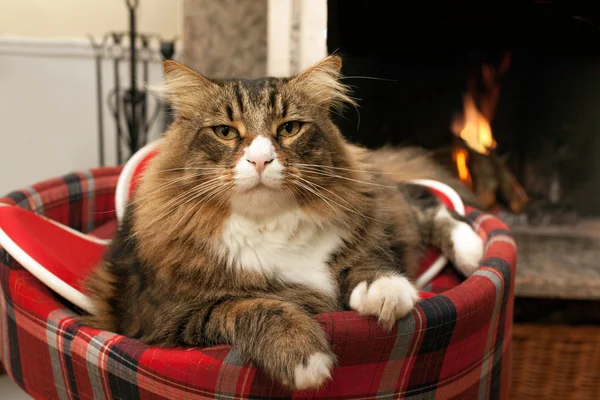 Katt sitter framför öppna spisen — Stockfoto