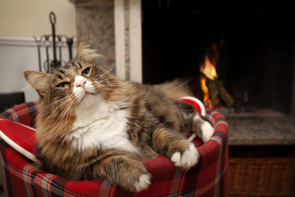 Katt framför öppna spisen — Stockfoto