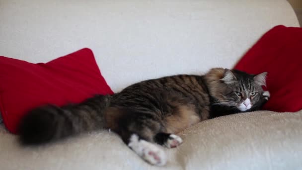 Niedliche schläfrige Katze auf dem Sofa — Stockvideo
