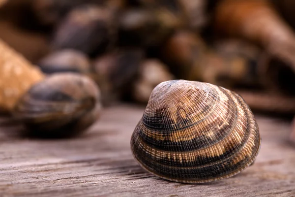 Raw Clams - Selective Focus — Stock Photo, Image