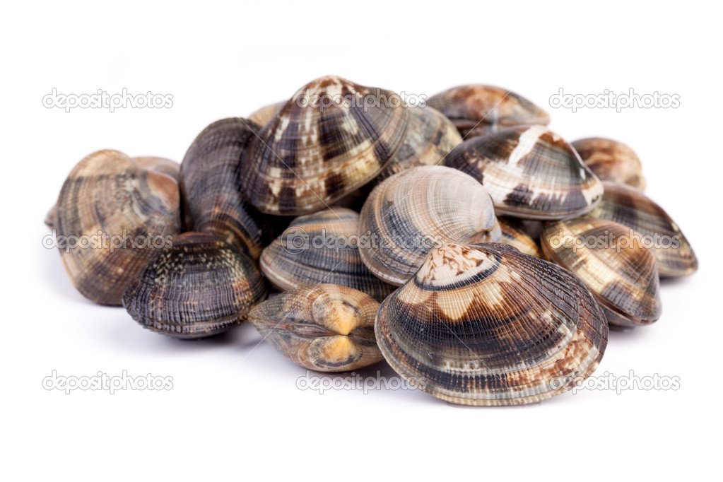Raw Clams On White Background