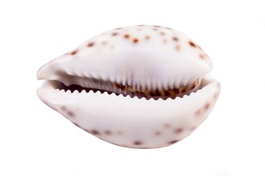 Kaplan Cowrie Kabuğu ( Cypraea dicle )