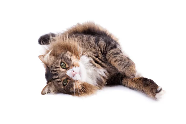 Maine Coon Cat On White — Stock Photo, Image