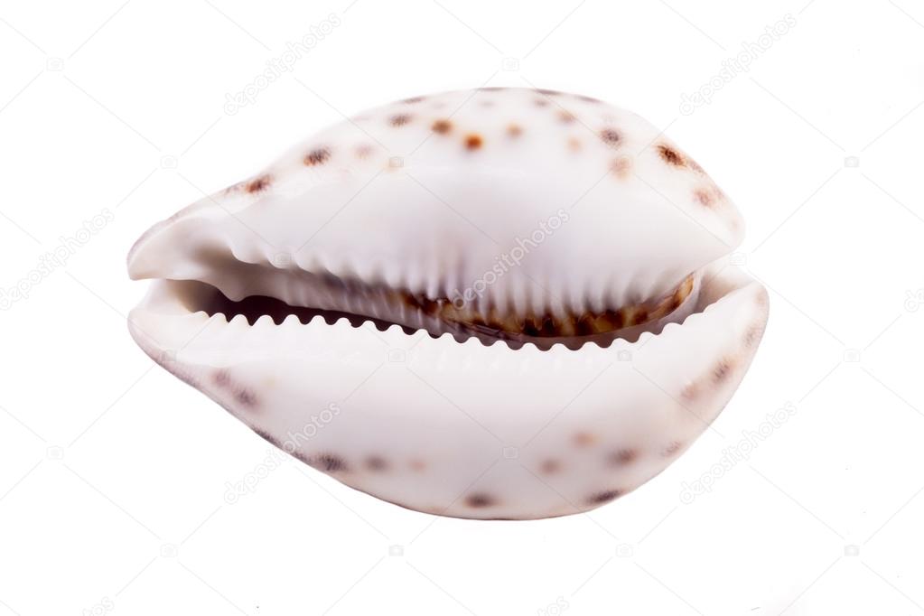 Shell Of Tiger Cowrie ( Cypraea tigris )