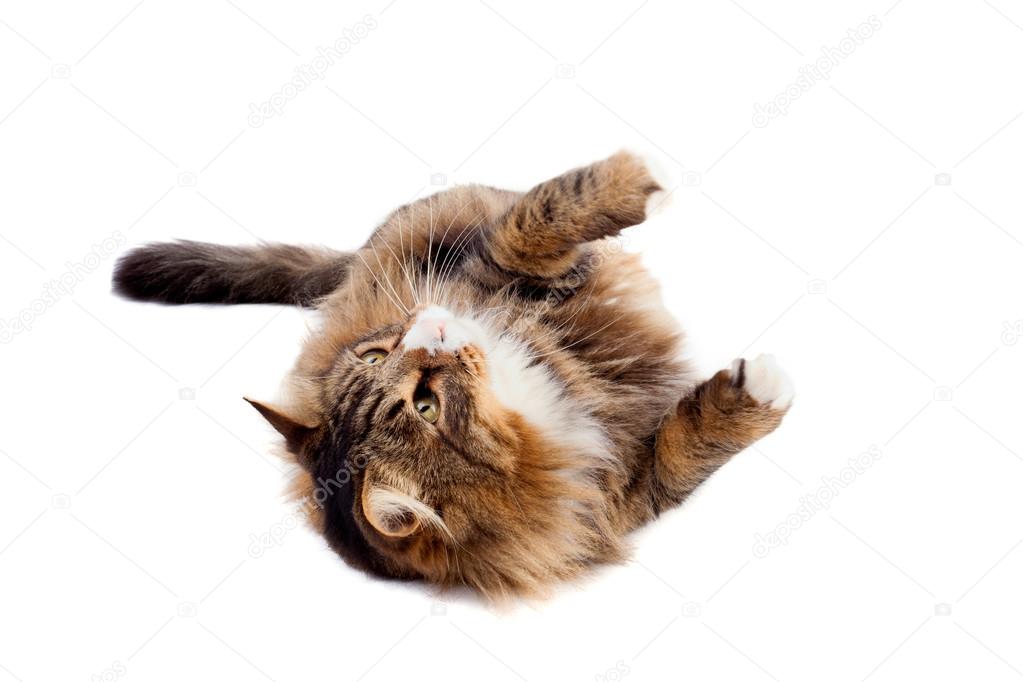 Maine Coon Cat Laying