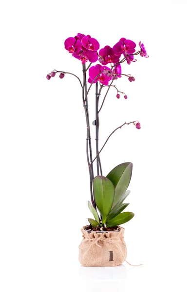 Pink Orchid ( Phalaenopsis ) — Stock Photo, Image