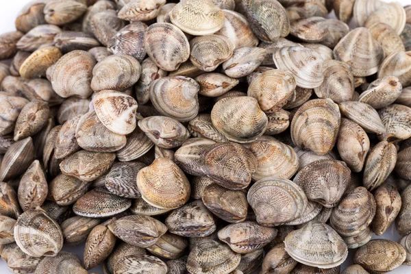 Lupins Clams — Stock Photo, Image