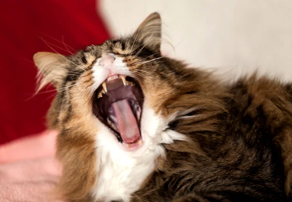 Maine coon katt gäspningar — Stockfoto