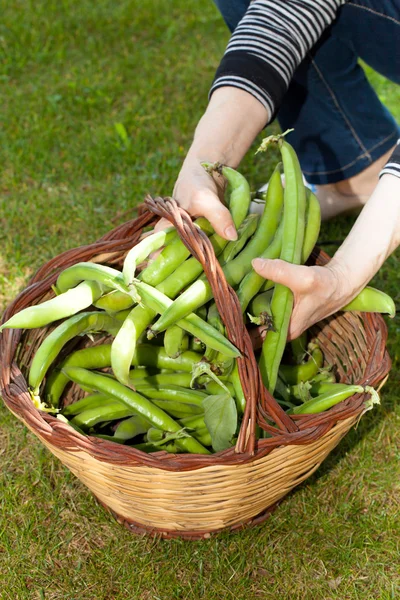 Woman Holding Broad Beans — Stock Photo, Image