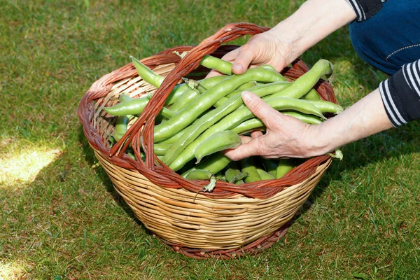 Hands Holding Broad Beans — Stock Photo, Image