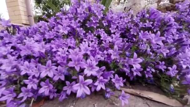 Bellflowers dálmata, Campanula — Vídeo de Stock
