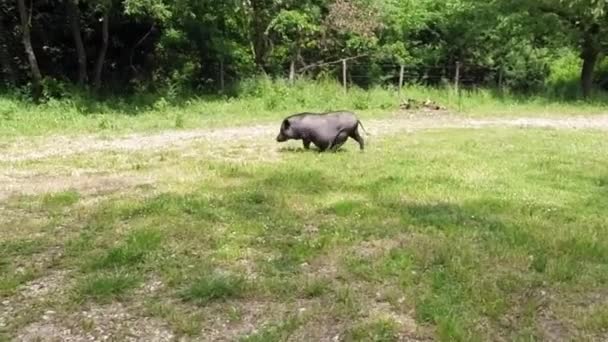 Cerdo vientre de maceta — Vídeos de Stock