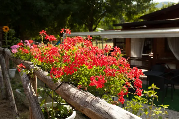 Kwiaty czerwone pelargonie — Zdjęcie stockowe