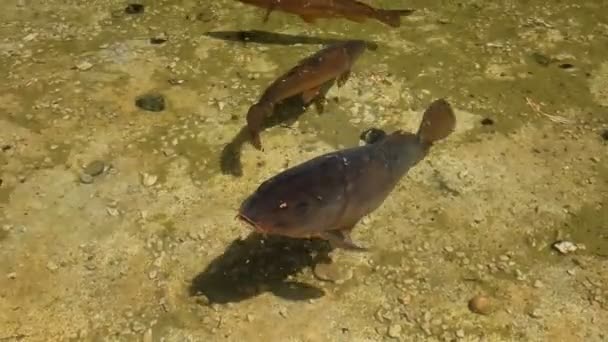 Carpa curiosa en el estanque — Vídeos de Stock