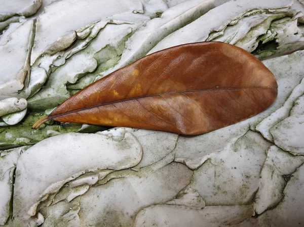 Herfstblad op geaderde rots — Stockfoto