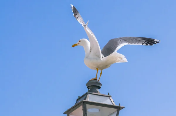 Seagull 2 — Stock Photo, Image