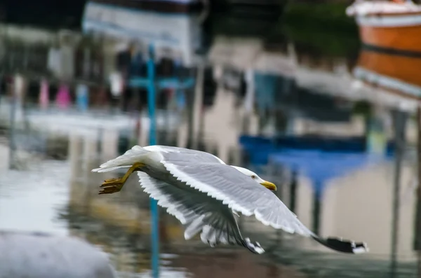 Seagull flying past waterfront buildings — Stock Photo, Image