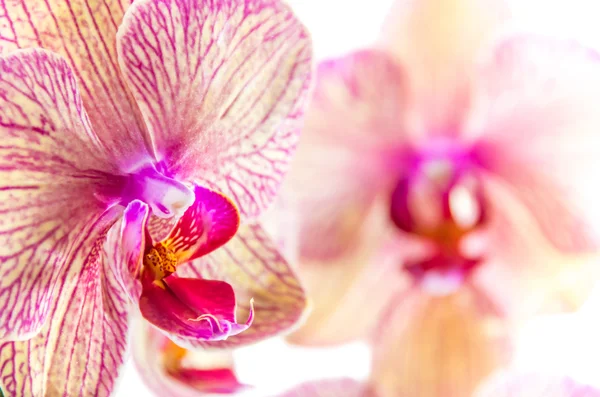 Primo piano di un bel fiore di orchidea — Foto Stock