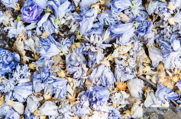 Background of colourful blue potpourri — Stock Photo, Image