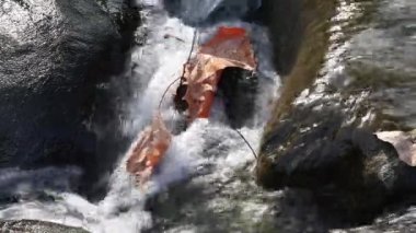 su, taş ve yapraklar