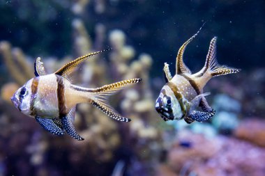 Banggai Kardinaller bir akvaryum (Pterapogon kauderni)